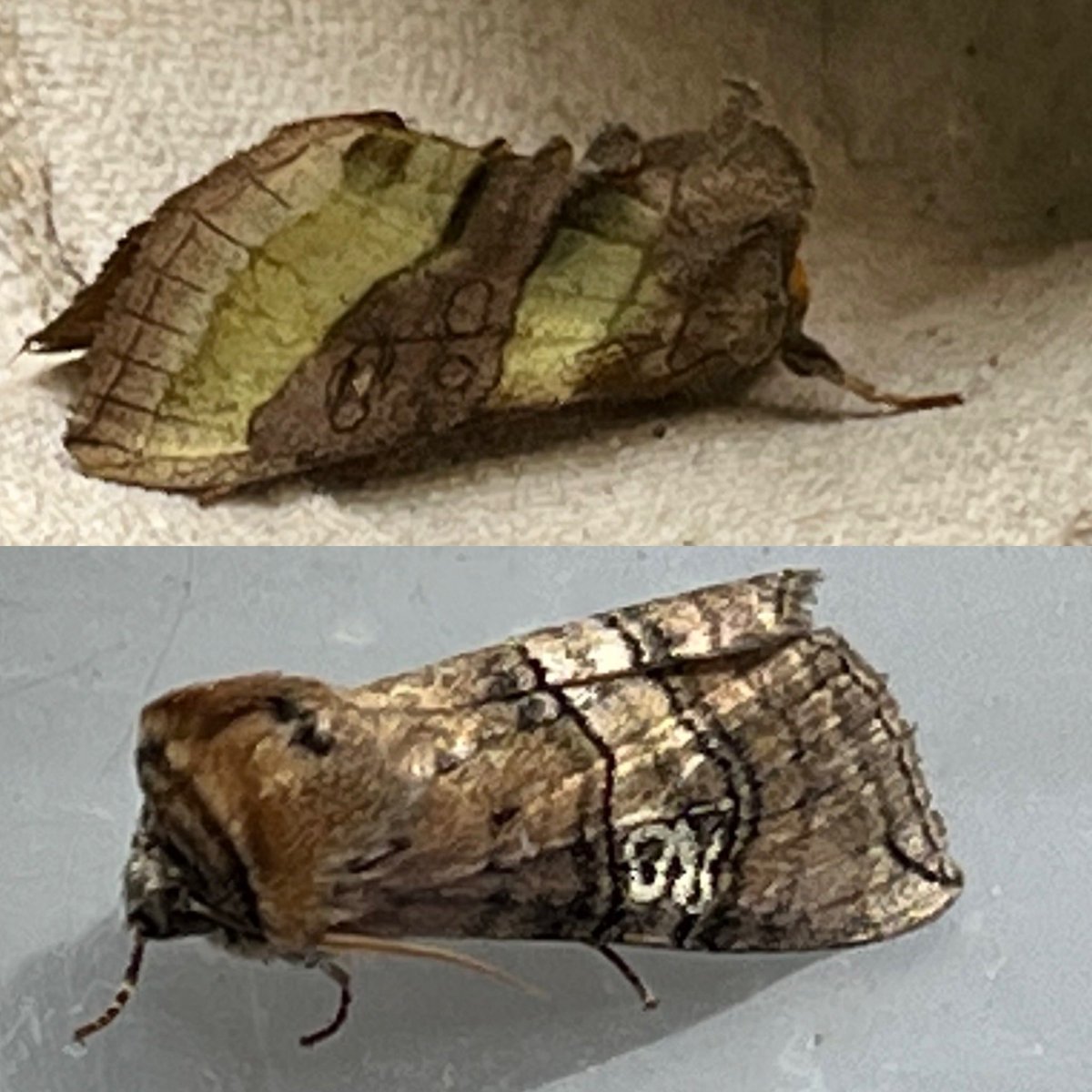 WreckDive's tweet photo. Natural History Help - What moth is the bottom one? - still lots to learn. In the trap this morning in Ashcott, Somerset. Beautiful metallic stripes on the top one, a ‘Burnished Brass.’ I think.  #moths #mothing #whatmoth #moth @SomButterflyRec #nature #insects https://t.co/9YibIvGRUa