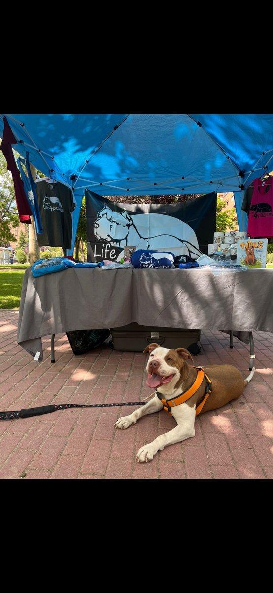 Life4pitbullsMADRID (@life4pitbullsm) on Twitter photo ¡Ya nos podéis venir a ver!
O bien al <a href="/tiendanimal/">Tiendanimal</a> de #Albufera o bien a la feria de adopción de #Leganés donde además nos acompaña DUNA 🤗 ¡Ya nos podéis venir a ver!
O bien al <a href="/tiendanimal/">Tiendanimal</a> de #Albufera o bien a la feria de adopción de #Leganés donde además nos acompaña DUNA 🤗