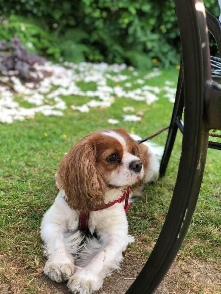 Adopted Bruno’s on his holidays in the Lake District ❤️