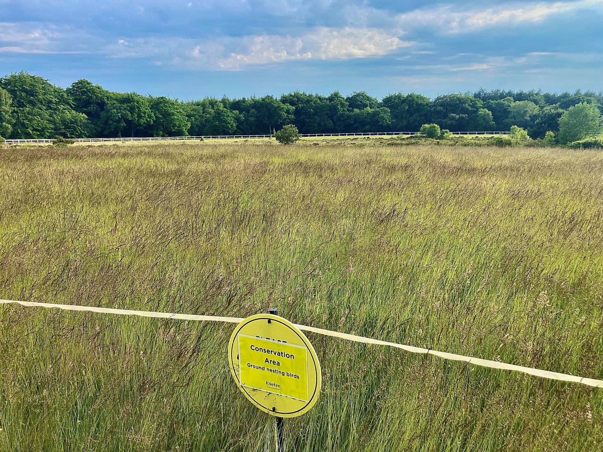 Dan_WCooper's tweet photo. In partnership with Devon ecologists, 2 plots over an acre of ⁦@ExeterRaces⁩ has been left untouched since January 2023 for ground nesting birds.  Lovely to see a protected species - Skylarks, have moved in to utilise their new home 🍀🌼🪺 #RCAShowcase https://t.co/LiITtR5Ct8