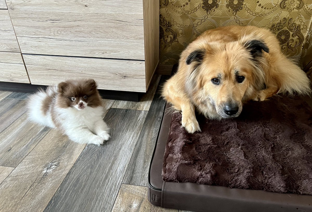 likeApsych's tweet photo. Familienzuwachs 🥰 wie man sieht, ist Cooper total begeistert von der kleinen Zelda 🙈 https://t.co/WeUxpu7dnn