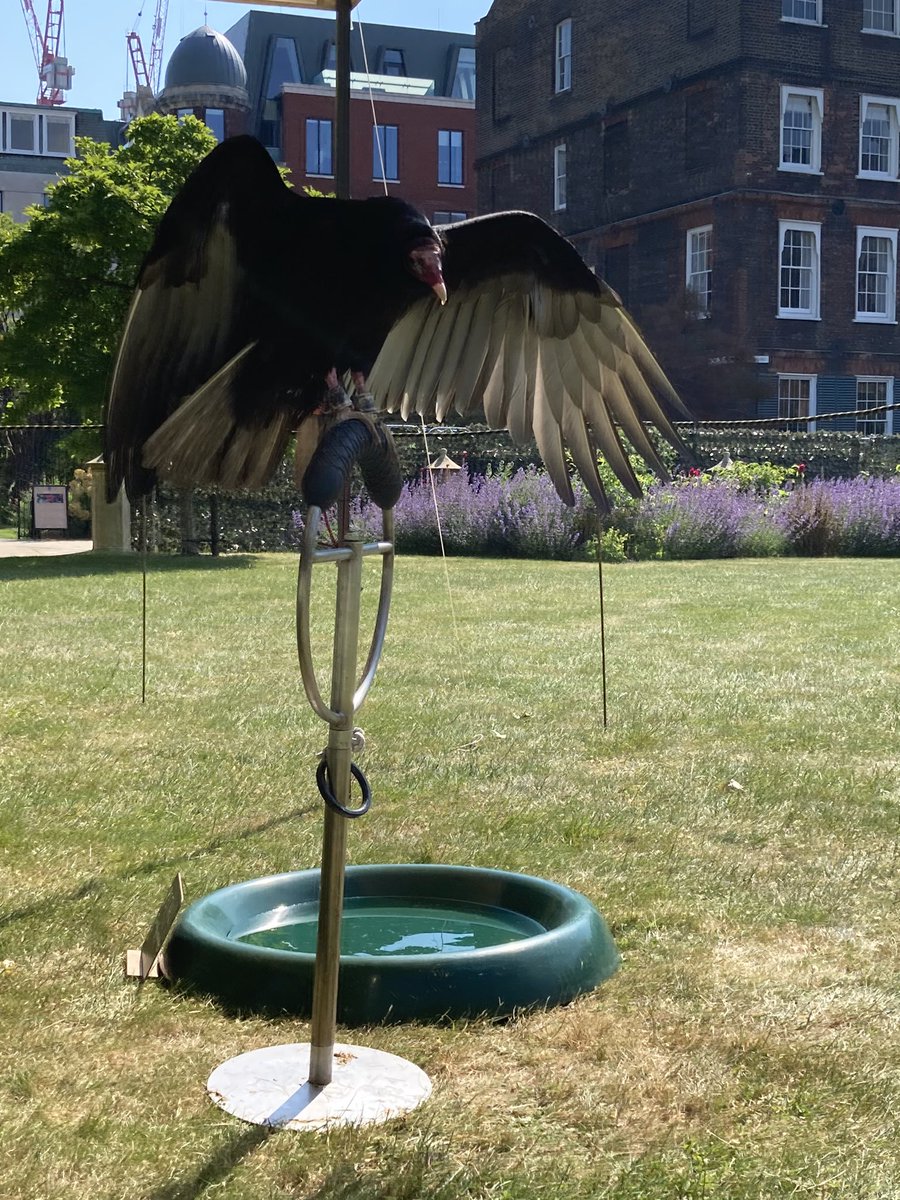 lincolnsinn's tweet photo. Day 1 of Open Gardens weekend is in full swing. Flowers, falconry, food - Lincoln’s Inn has got it all! 10 am - 5 pm today and tomorrow.

#LOG2023 #gardens #summer #falconry #hiddengems #LincolnsInn @LDNGardensTrust https://t.co/jYDlqKzjIm