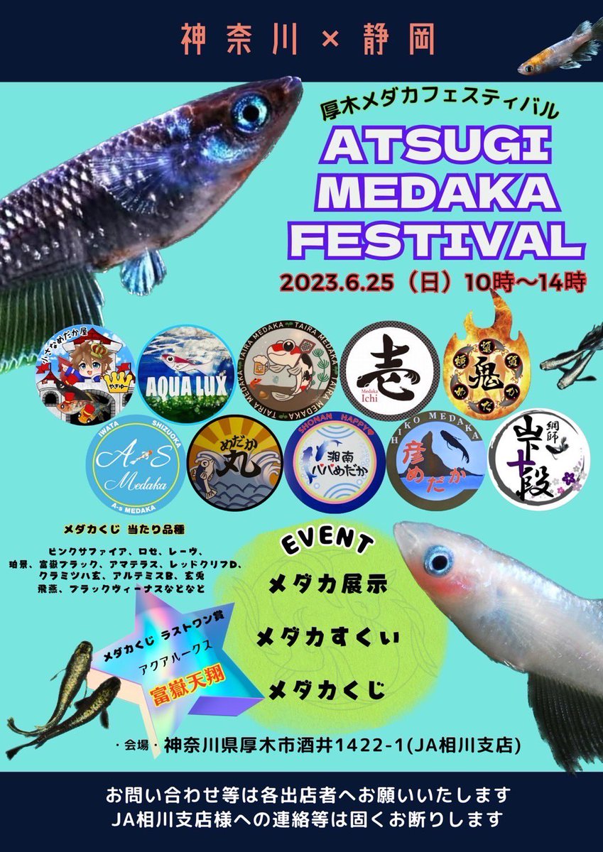 めだか様 一騎当千 #めだか #メダカ #舞めだか #ラメメダカ #熊本メダカ