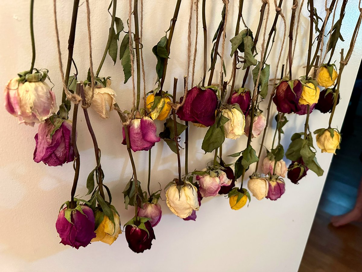 Our dried rose flower hanging wall decor comes in 5 sizes! shellbiesgarden.etsy.com #flower #rose #walldecor #driedflowers #gift #homedecor #shellbiesgarden
