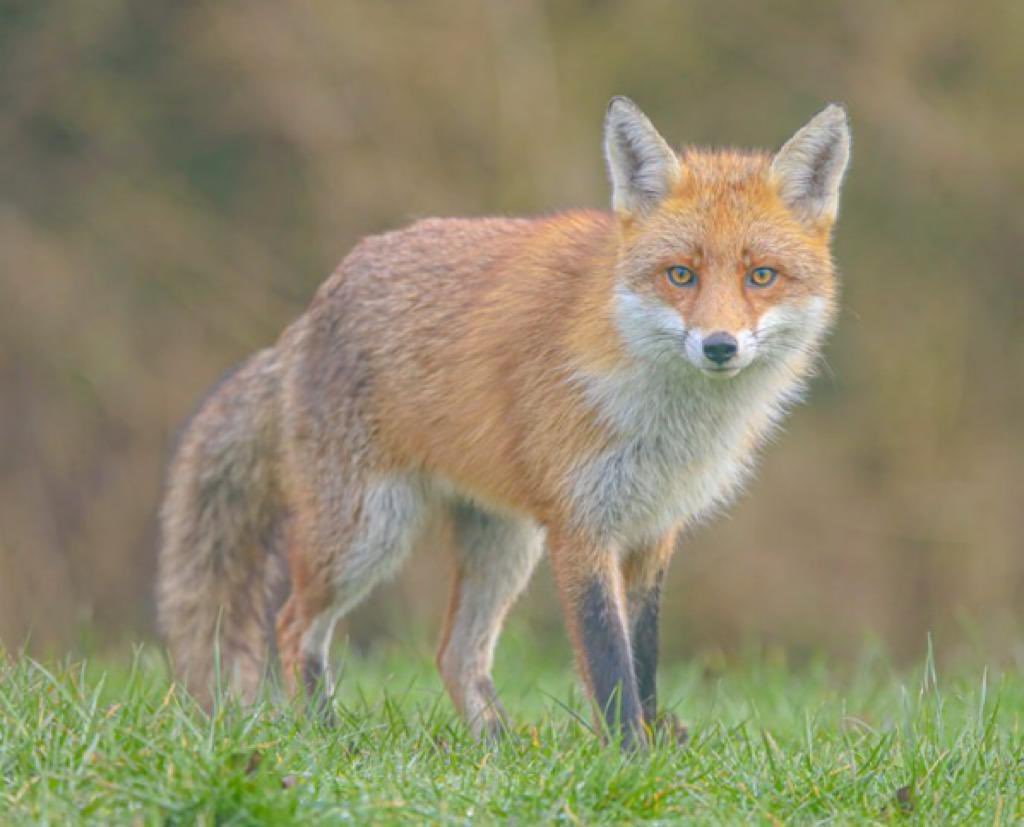 AleDionelis's tweet photo. Soon coming! In here Foxes short I’m cast as Alexa. For it to become a proper Feature Film 🎥 Foxes, where I’ll be playing Simona. With @Rachelchima @julianbivol #MilesJohn @GregoryF82
Share with whoever you wish &amp; most if they’re #FilmLovers like we are. 
https://t.co/KHcFItGdsf https://t.co/3FwXZSBlNF