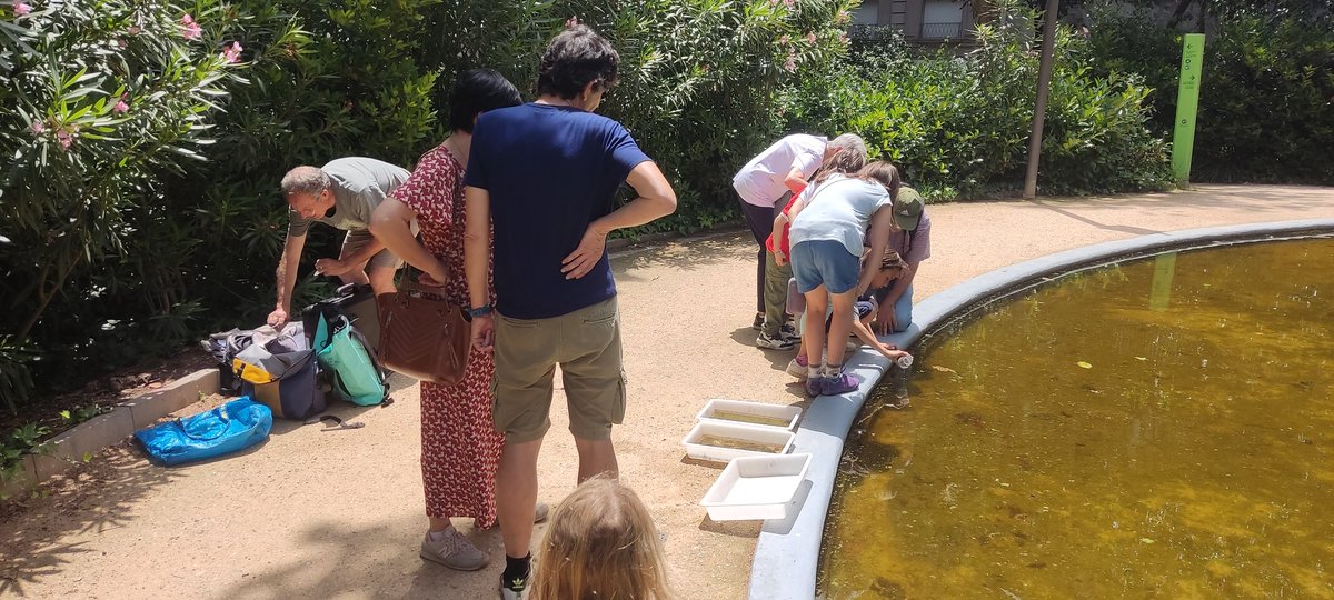 Nice first week sampling larvae & adults of odonates across pools of Barcelona, nice exercise of #UrbanEcology and #citizenScience with a great team #XavierMaynou, #RicardMartin and @mariapamhar (MSc student at @BiologiaUB) @IRBioUB