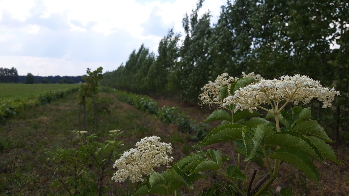 #Agroforst-Feldtag mit Studis der <a href="/BOKUvienna/">BOKU University</a> und <a href="/tudresden_de/">TU Dresden</a> in Peickwitz &amp; Vorstellung des Projektes #agrobala. Spannende Eindrücke zur #Agroforsrtwirtschaft, die durch den kräftigen Wind und die heutige Hitze direkt spürbar werden! 
<a href="/ThomasDomin3/">Thomas Domin</a> #landwirtschaft #nachhaltig