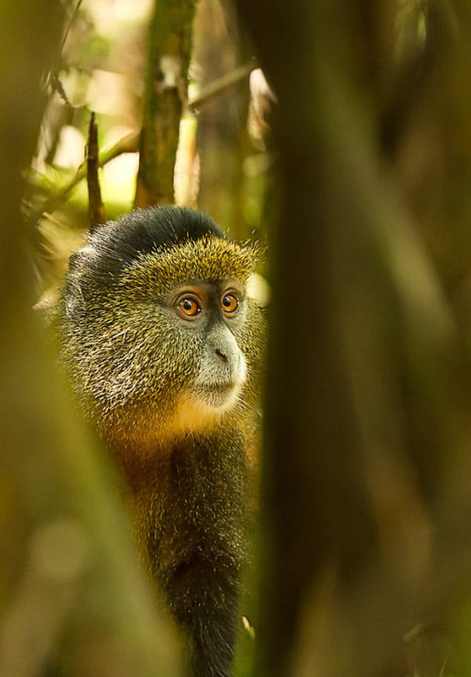 AGSafaris's tweet photo. 🙈 Golden Monkey Trekking in Rwanda:
----------------
From the initial briefing to encountering the monkeys in the wild, every step of the journey is filled with excitement and wonder. 
-------------------------------------------
🌐 https://t.co/Ylsj6eh14x
📧 info@agsafaris.com https://t.co/naJUwxKnhG