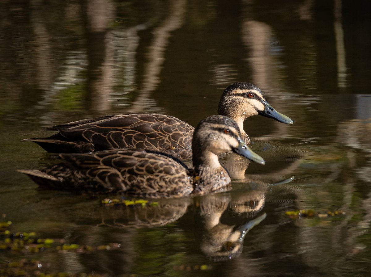 Pacific black ducks strolling in the wetlands. Australia. #DuckTales #duck #birdphotography #birdwatching #birdwatchers #BirdsSeenIn2023 #birdwatchingphotography #Birdland    #NaturePhotography #wildlife #WildlifePhotography #canonphotography #NatureBeauty #naturelovers