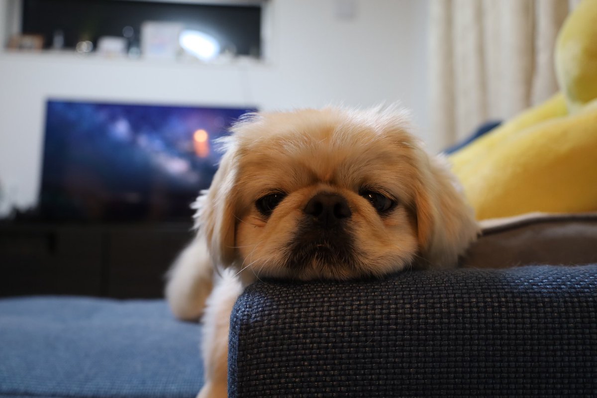 tororo_pekipeki's tweet photo. 眠そうな犬4連発 https://t.co/hupi3DaXVr