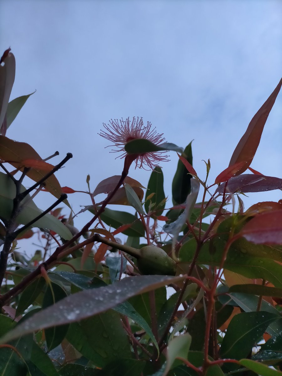 Eucalyptus ficifolia, Red Flowering gum