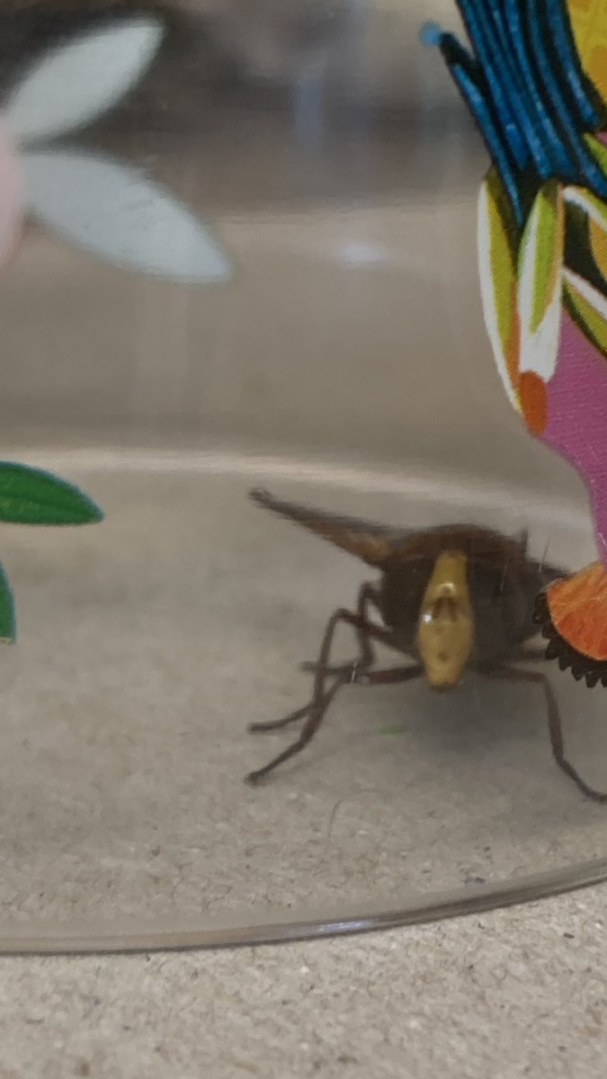 what ever tweet media