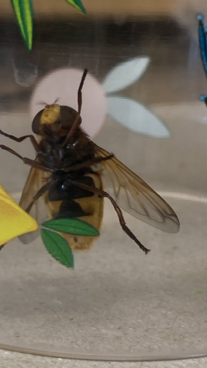 what ever tweet media