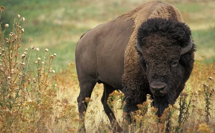 Ankara'da Kurban almaya giden S.A isimli şahıs Manda diye aldığı hayvan Bizon çıktı.