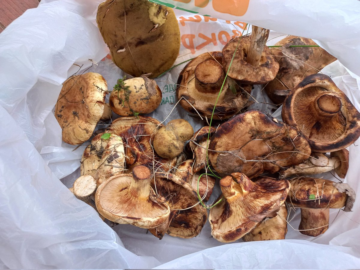 Добрый Бармалей 🇺🇦✌️ tweet media