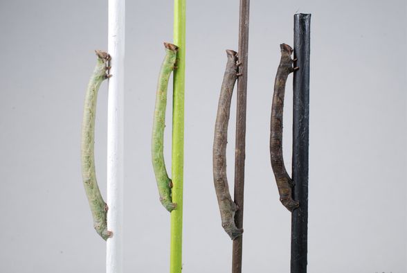 Twig-mimicking caterpillars of the peppered moth can sense a twig’s color with their skin. Caterpillars that were blindfolded in a research study, changed the color of their bodies to match their background [read more: ow.ly/kfUq50vnvfZ]