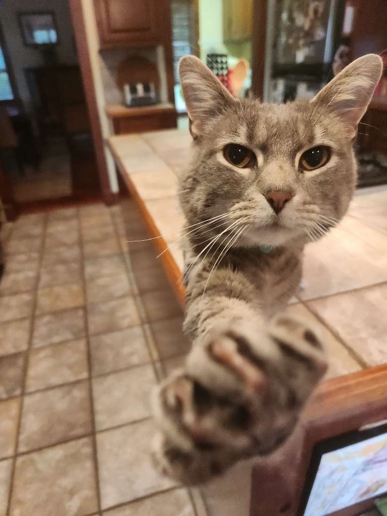 You there, good morning. #tabbycat #catlover #cat #homevisit #petsitter #petsitting #bentonvillearkansas #nwa #petsitco