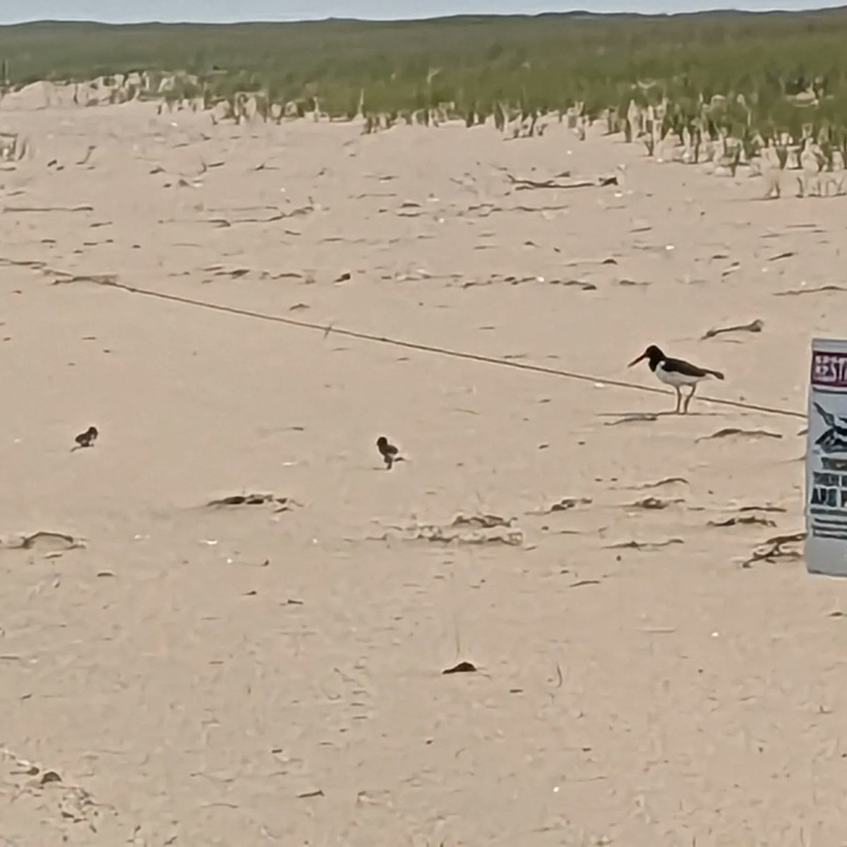TheTrusteesMV's tweet image. #beachupdatesmv Chicks are hatching and we are over the moon! Please note current beach conditions, red trail OSV restrictions, and 5mph zones. We have 13 pairs of PIPL with 6 active nests and 12 pairs of AMOY, 6 active nests and 3 pairs with chicks.