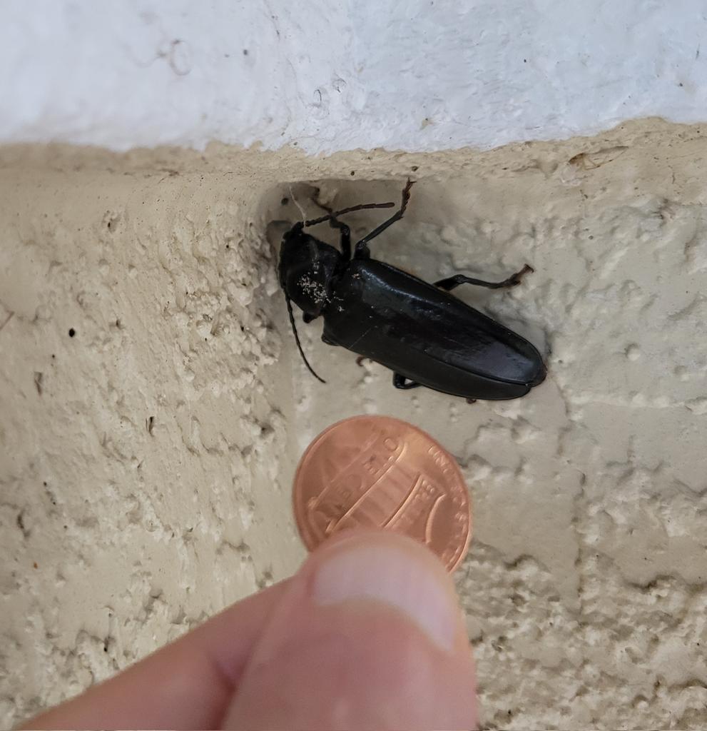 billeecox's tweet image. Trying to #bribethisroach into #infesting my #neighborsplace #sopathetic