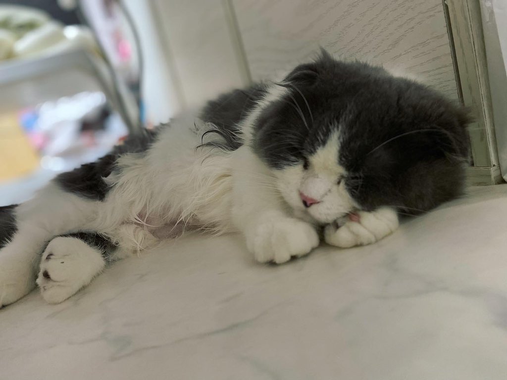 hachiware_469's tweet photo. おやすみなさい💤
#猫 #cat #고양이 #喵星人 #gato #chat #katze #kedi #catstagram #kitty #petstagram
#ilovemycat #meou #ねこすたぐらむ #ふわもこ部 #ねこのいる生活 https://t.co/WMmurg6vXr