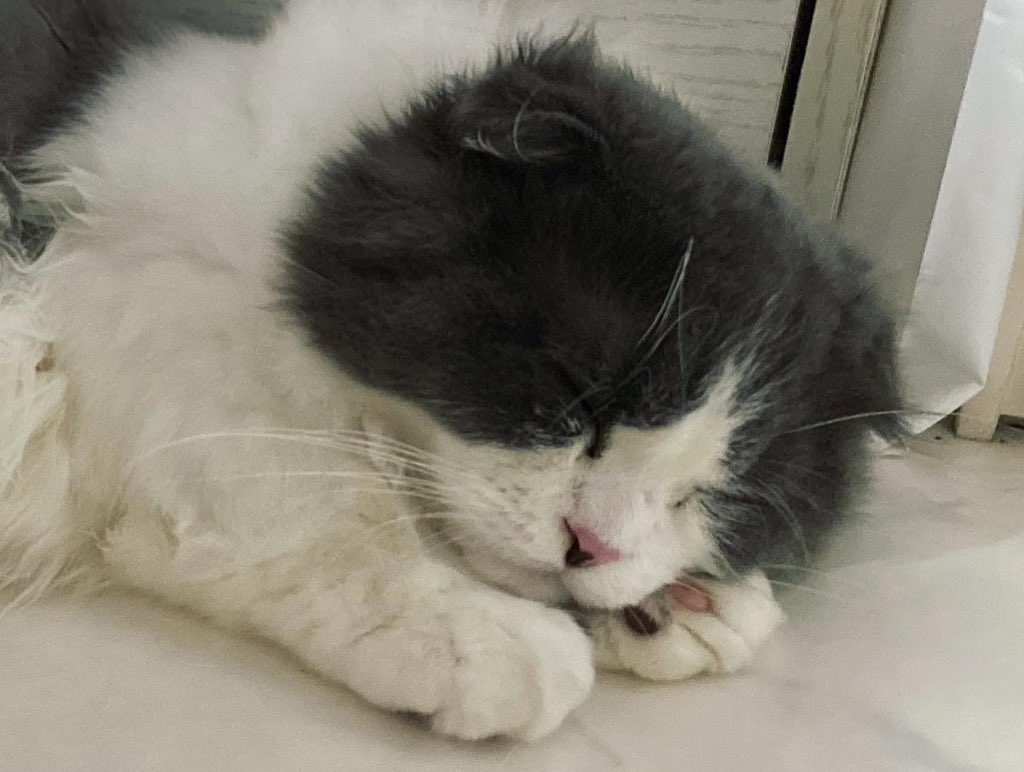 hachiware_469's tweet photo. おやすみなさい💤
#猫 #cat #고양이 #喵星人 #gato #chat #katze #kedi #catstagram #kitty #petstagram
#ilovemycat #meou #ねこすたぐらむ #ふわもこ部 #ねこのいる生活 https://t.co/WMmurg6vXr