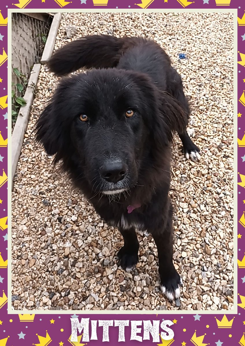 OakwoodRescue's tweet image. Mittens would like you to retweet her so the people who are searching for their perfect match might just find her 💚🙏 oakwooddogrescue.co.uk/meetthedogs.ht… 
#teamzay #dogsoftwitter #rescue #rehomehour #adoptdontshop #k9hour #rescuedog #adoptable #dog