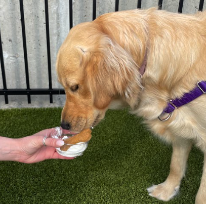 CrossRdsCampus's tweet photo. Stop by Crossroads Pets today for a free Pup Cup. We offer them every Saturday and Wednesday. Your fur baby will thank you.
#free #dog #pupcup #pets #happypets #nashville #615 #dogsofnashville https://t.co/Fi09GdmmpV