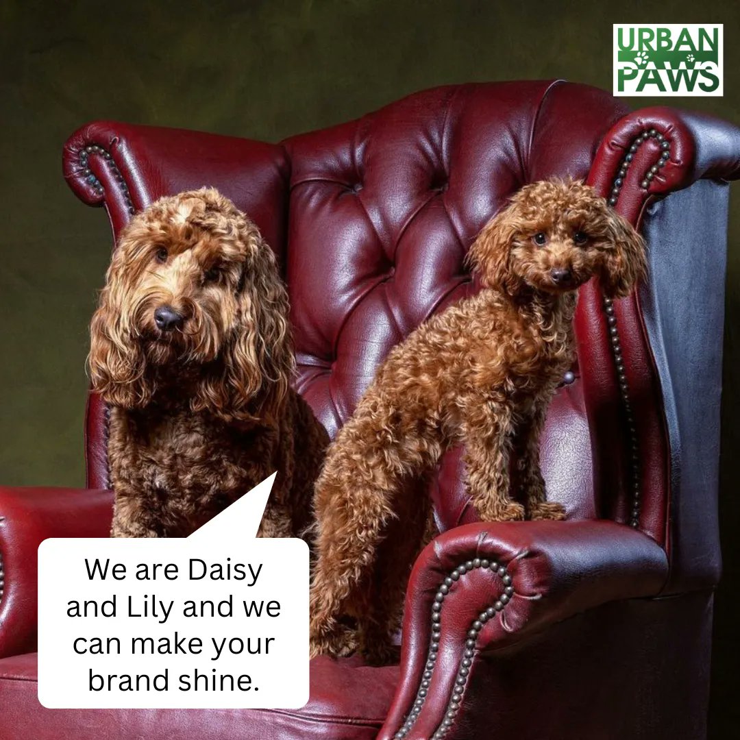 🐾 Meet Daisy, the amazing Cockapoo pet influencer, &amp; her little sister Lily. With her expressive face and vast range of pet clothing and accessories, Daisy is the perfect fit for lifestyle brands. Lily is Toy Poodle who can melt hearts with her sweet look.

Dublin: 01539 2775