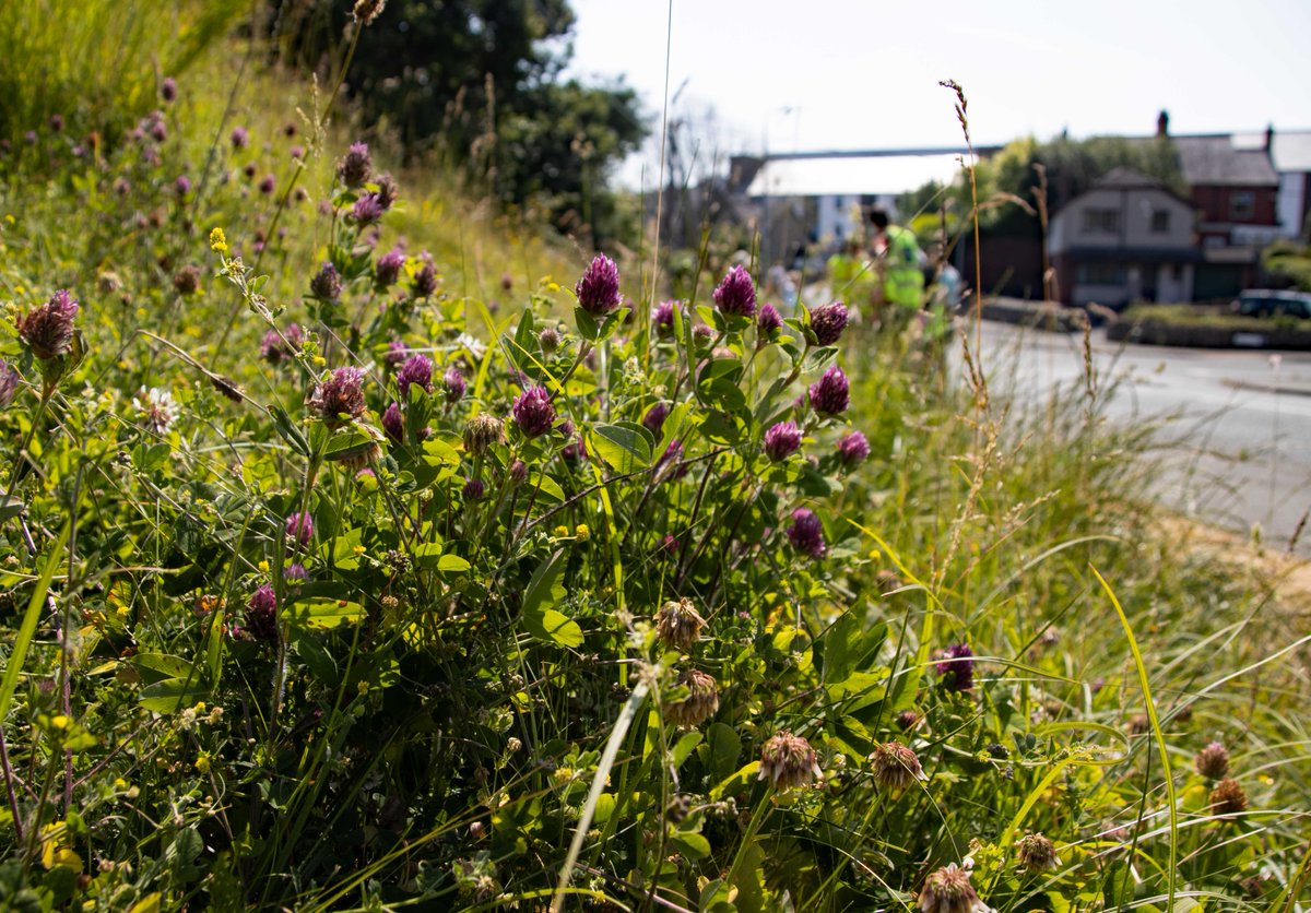 It’s a relaxed Saturday for Wildflower Week as Denbigh hosted a Yoga in the Meadow event and others visited a bustling Denbigh Wildflower Meadow. #DenbighshireWildflowers