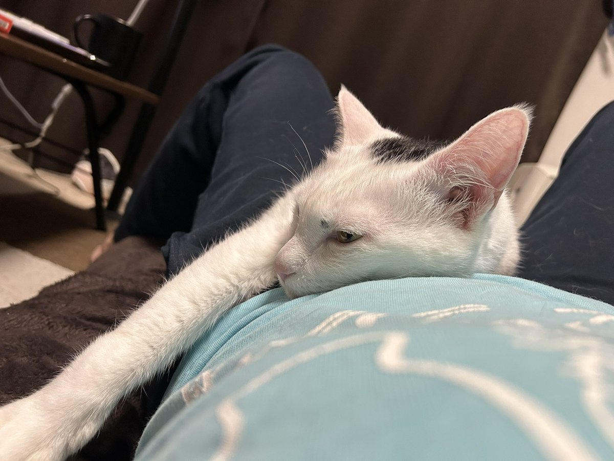 股間から🐈。旅行で３日ほどあけてたからか、ベタベタ甘えかわいいかよー