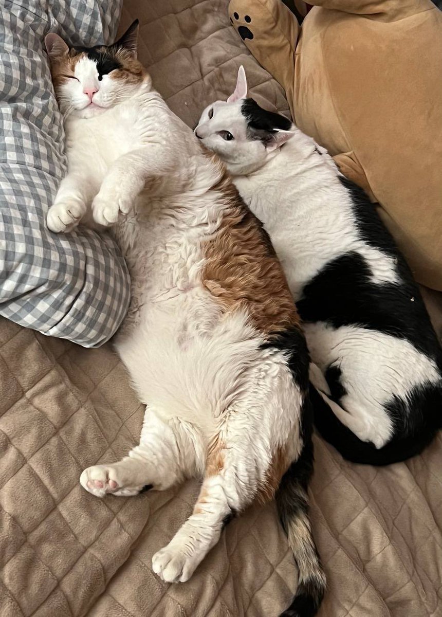 แล้วดูเจ้าซอลปัจจุบัน​อ้วนจนขนแตกส่วนนัลก็ตุ้บอยู่แล้ว🥹