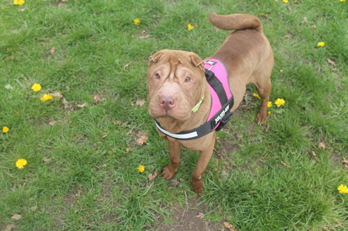 Please retweet to help Cookie find a home #WOLVERHAMPTON #UK 

Sweet #SharPei aged 4.
After a rough start in life, she's looking for a loving home. 
She can live with children aged  13+ and with cats an dogs 🐶😺✅

DETAILS or APPLY👇
birminghamdogshome.org.uk/dogs/cookie-12…
#dogs #Birmingham