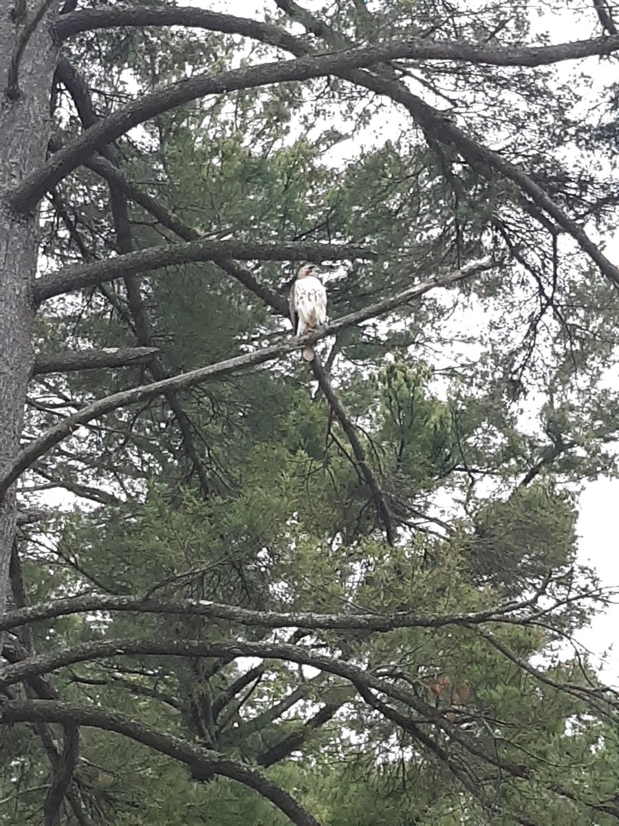 This happened this morning. Beautiful creature!