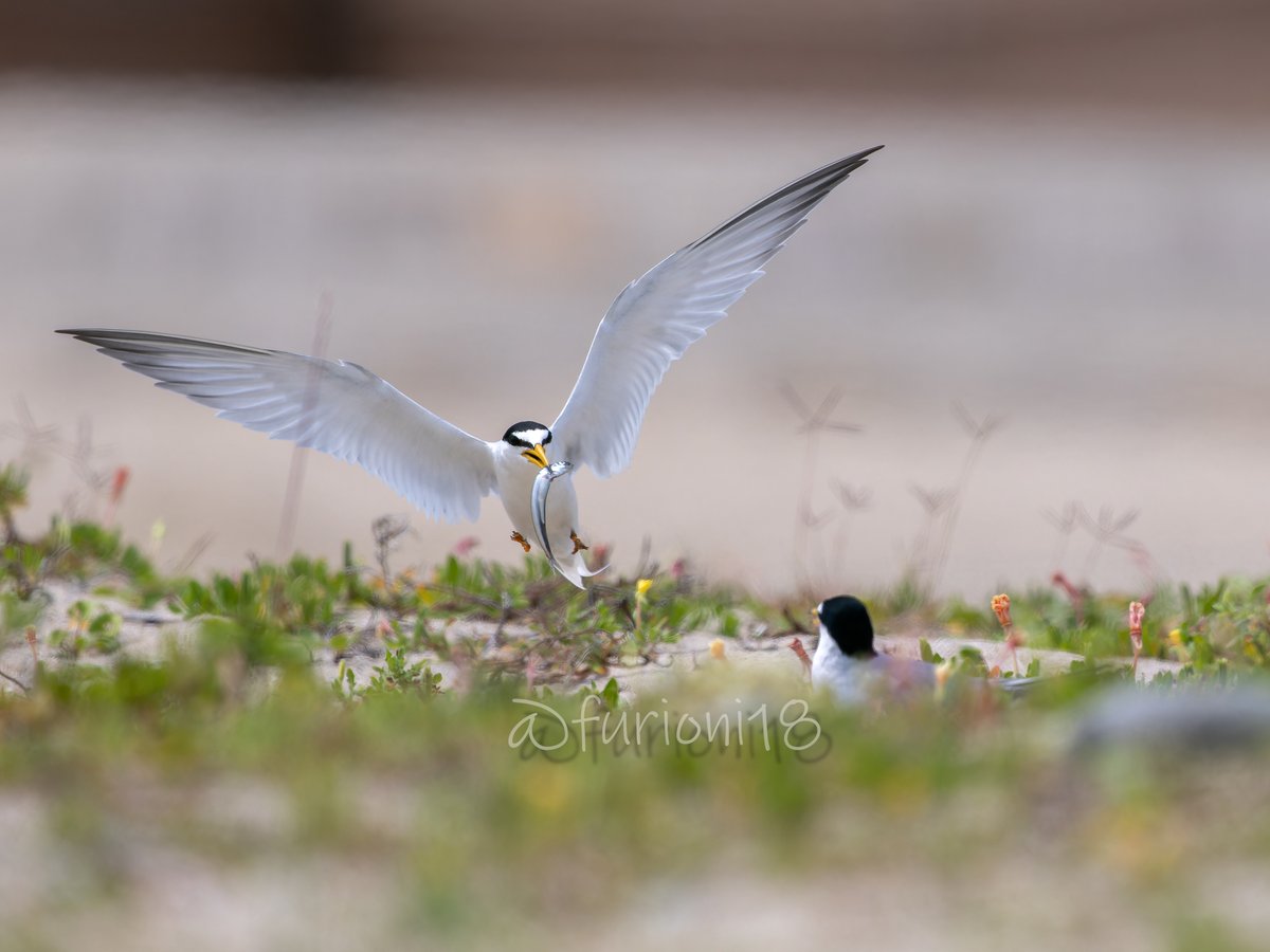 ただいま～　＃野鳥　＃野鳥撮影　＃バードウォッチング　＃コアジサシ