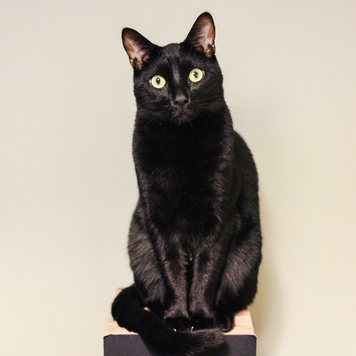 N2 Cat Crew tweet media