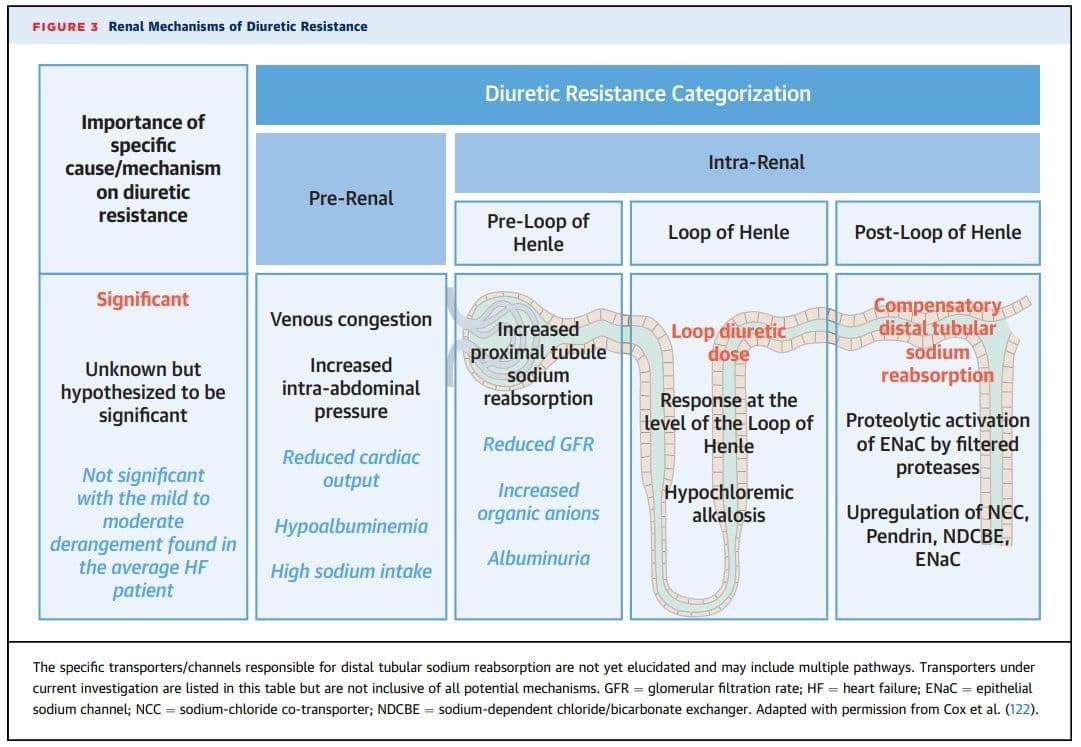 Diuretic #Resistance in #HF from JACC @BSHeartFailure @CircHF @MonteHeart @MacHeartFailure @HeartFailureBTH @KG_heartfailure @RC_HeartFailure @HFSA @HeartFailureFrm @sdh_HFTeam @HeartfailureSth @escardio @hvanspall @FH_Verbrugge 

sciencedirect.com/science/articl…