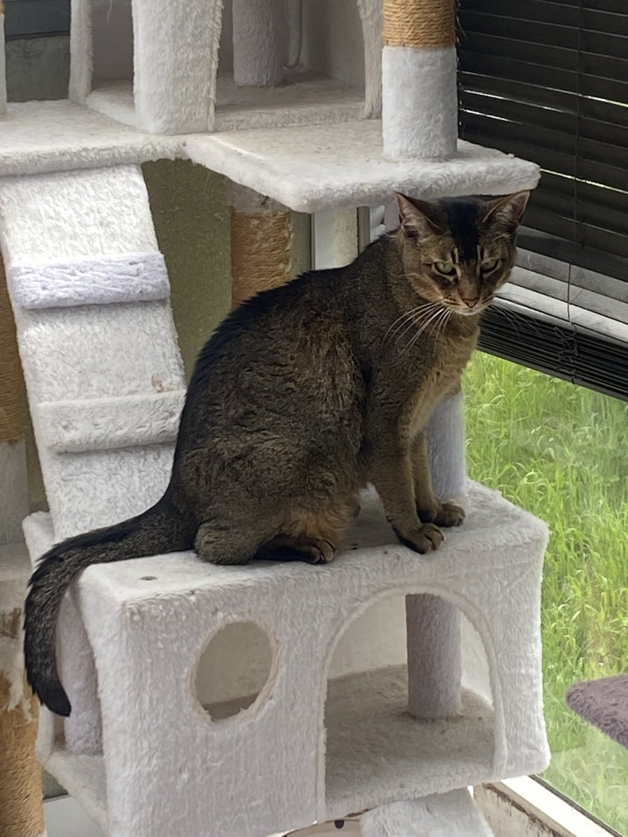 PegaseFabie's tweet photo. BRIIS-SOUS-FORGES 91640
secteur rue Fontaine de Ville - rue des écoles - collège 
PetitChat pucé et castré.
Ce n’est pas un pur race. 
Disparu depuis le samedi 3 juin matin. 
Si vous l’avez vu, n’hésitez pas à me contacter, merci beaucoup 💜 https://t.co/BBgJ2snvGD