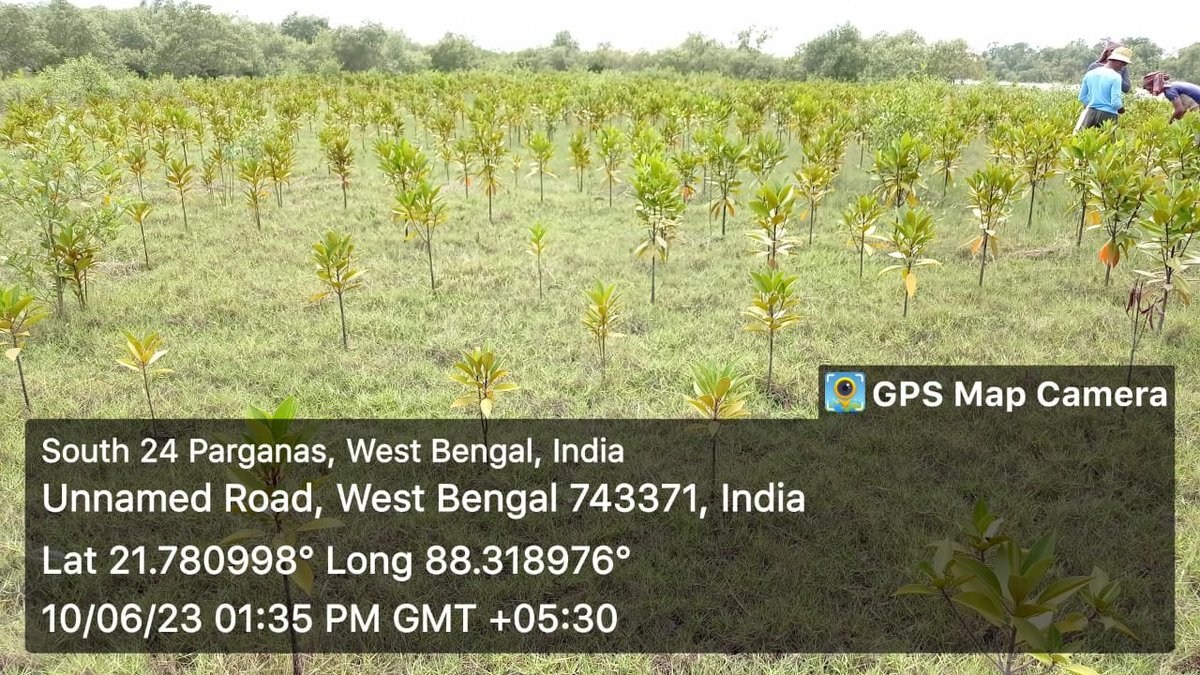 See the difference....
First one is our ongoing site of restoration based on DBT funded restoration framework,
Second one is the conventional type of plantation named as restoration...from today's Indian Sundarbans
