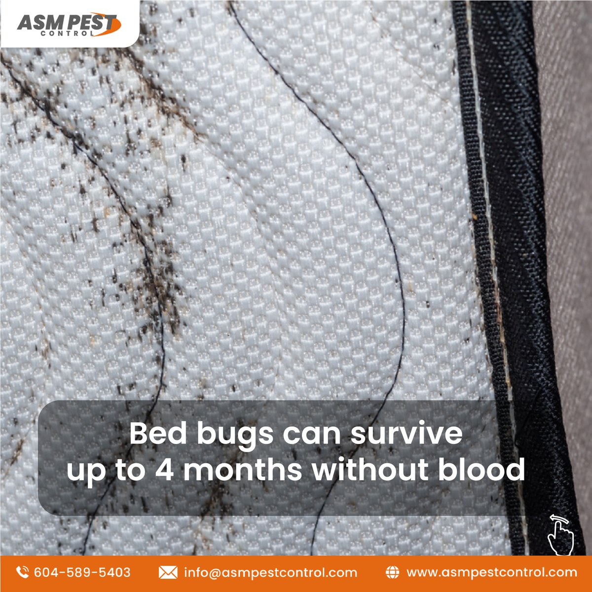 asmpestcontrol's tweet image. Bed bugs are cunning pests that know how to remain undetected. 
☎- 604 - 589 - 5403
🌐- asmpestcontrol.com/bed-bug-contro…
.
.
.
#BedBugPestControl #ResilientPest #ComprehensiveTreatment #PreventativeMeasures #BedBugFreeHome #ExpertTechnicians #allservices #pestcontrolservice #service