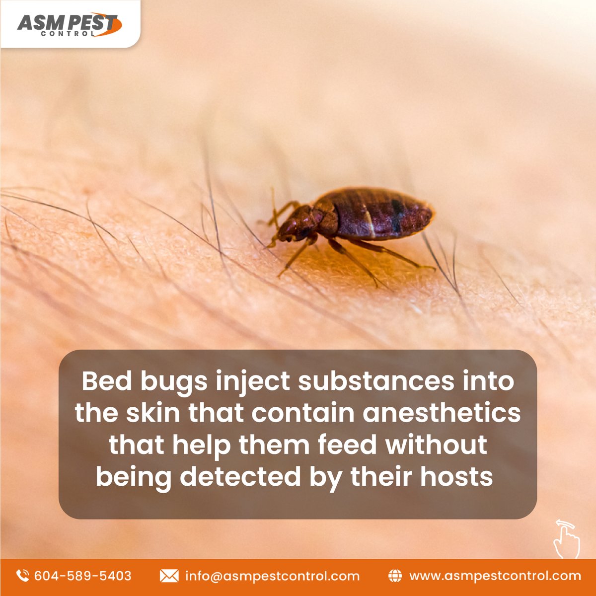 asmpestcontrol's tweet image. Bed bugs are cunning pests that know how to remain undetected. 
☎- 604 - 589 - 5403
🌐- asmpestcontrol.com/bed-bug-contro…
.
.
.
#BedBugPestControl #ResilientPest #ComprehensiveTreatment #PreventativeMeasures #BedBugFreeHome #ExpertTechnicians #allservices #pestcontrolservice #service
