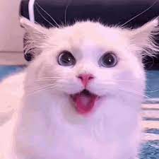 LisaMat49734339's tweet photo. Happy #Caturday
#CaturdayEve https://t.co/20DplZ8S09