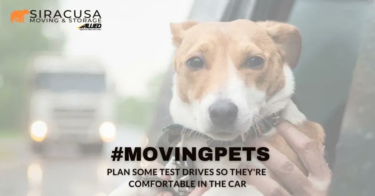 SiracusaMoving's tweet image. 🐱🚙🐶 #MovingPets
We can help ensure a smooth, less stressful move so you can focus on your pets -- call, chat on our website, or get started online here: buff.ly/3d5pSG8

#movingtips #planningamove #siracusamoving #awardwinningmovers #residentialmovers #effortlessmoving