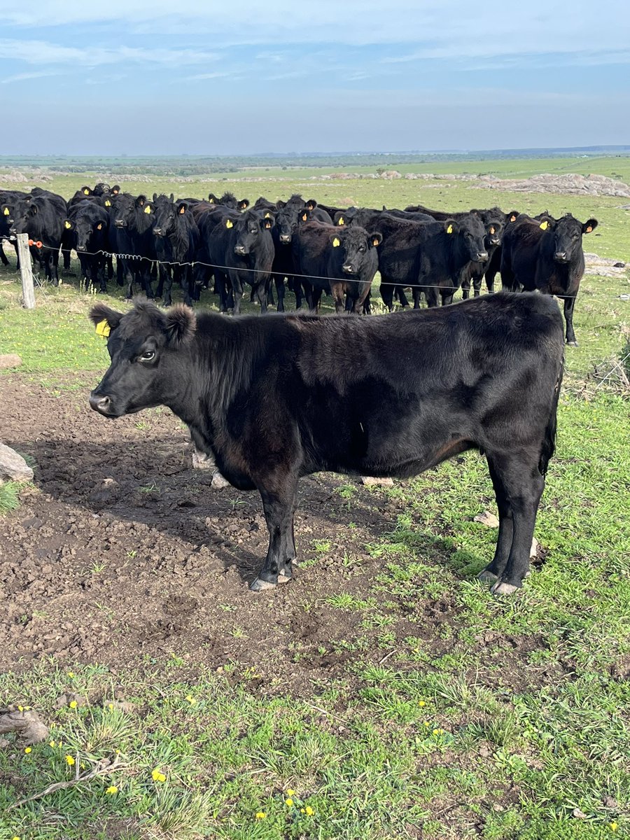 cuevadeltigreUY's tweet photo. Angus y pico #angus #angusuruguay #angusuy #blackangus https://t.co/v3ifrYbfYA