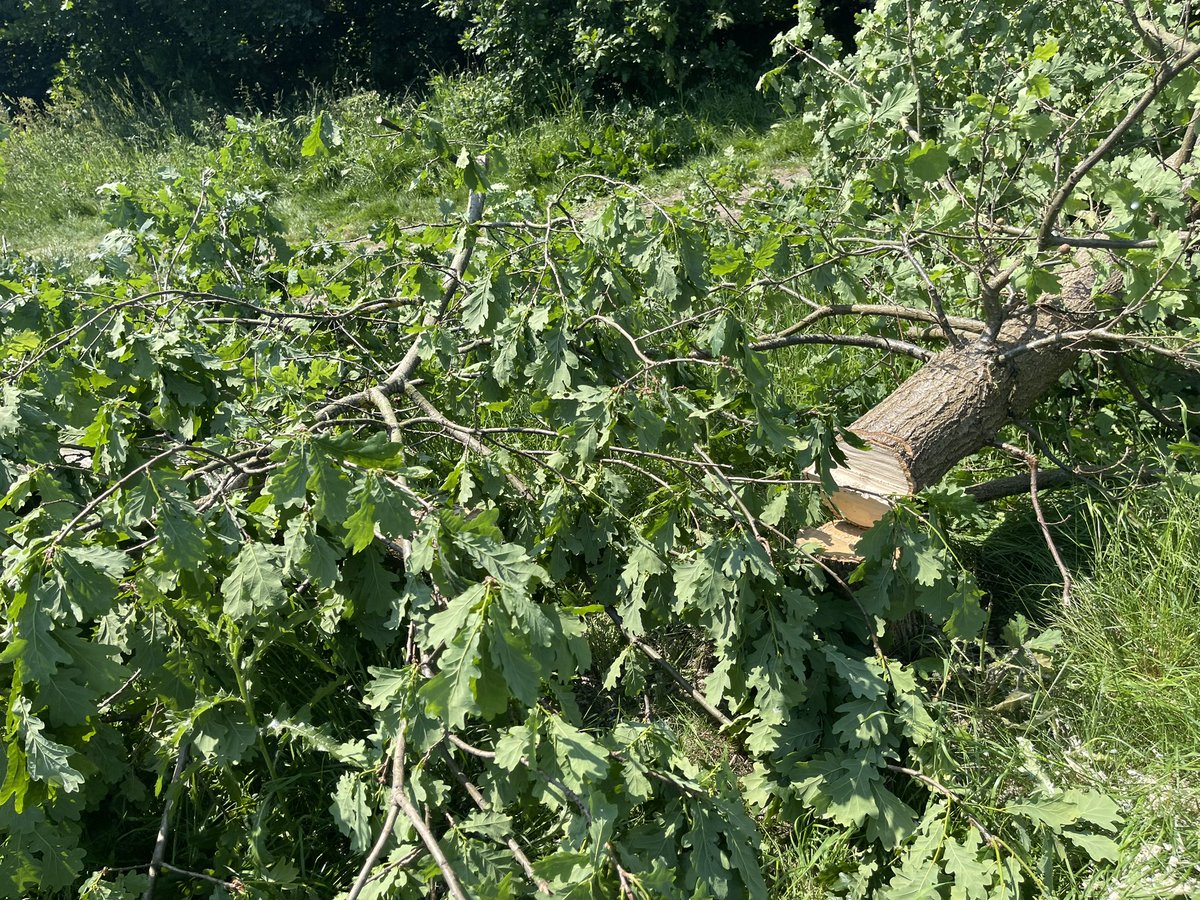 catoralexandra's tweet image. Shocking morning 114 trees butchered - area had a TPO in place -previous Metropolitan but now privately owned adjacent to the park used as a dog walking field for past 20 years- bats kingfisher, woodpecker many other birds  mammals Living in the area @BBCSpringwatch  @RSPBEngland
