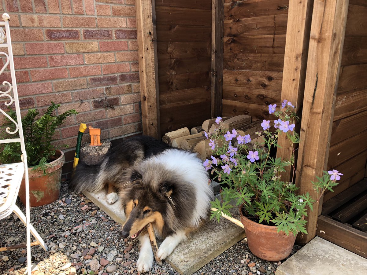 Heather_GKey's tweet image. This morning, I have mostly been building a log store. Seeing as I’ve tidied up a new spot I feel inclined to fill it with pots of plants! 
Hamish is checking out quality control of sticks.
