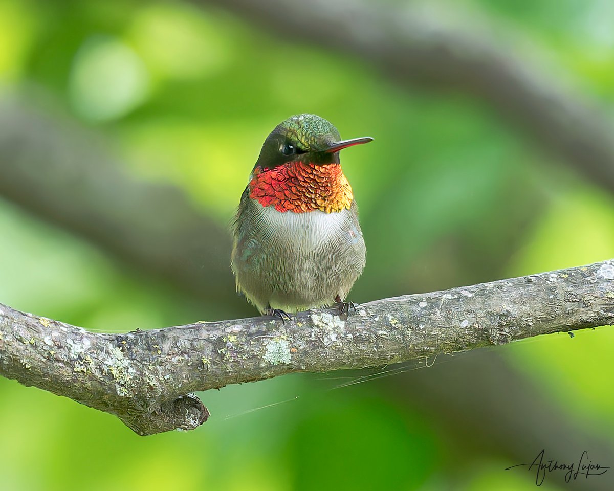 Ruby-throated Hummingbird
Archilochus colubris
Least Concern
Sony A1 - Sony 600mm
#ALhummingbirdperched

#rubythroatedhummingbird #hummingbird #colibrí #beijaflor #Trochilidae #hummingbirds #nuts_about_birds #earthcapture #nature #naturephotography #sonya1 #sony600mm #sony600m...