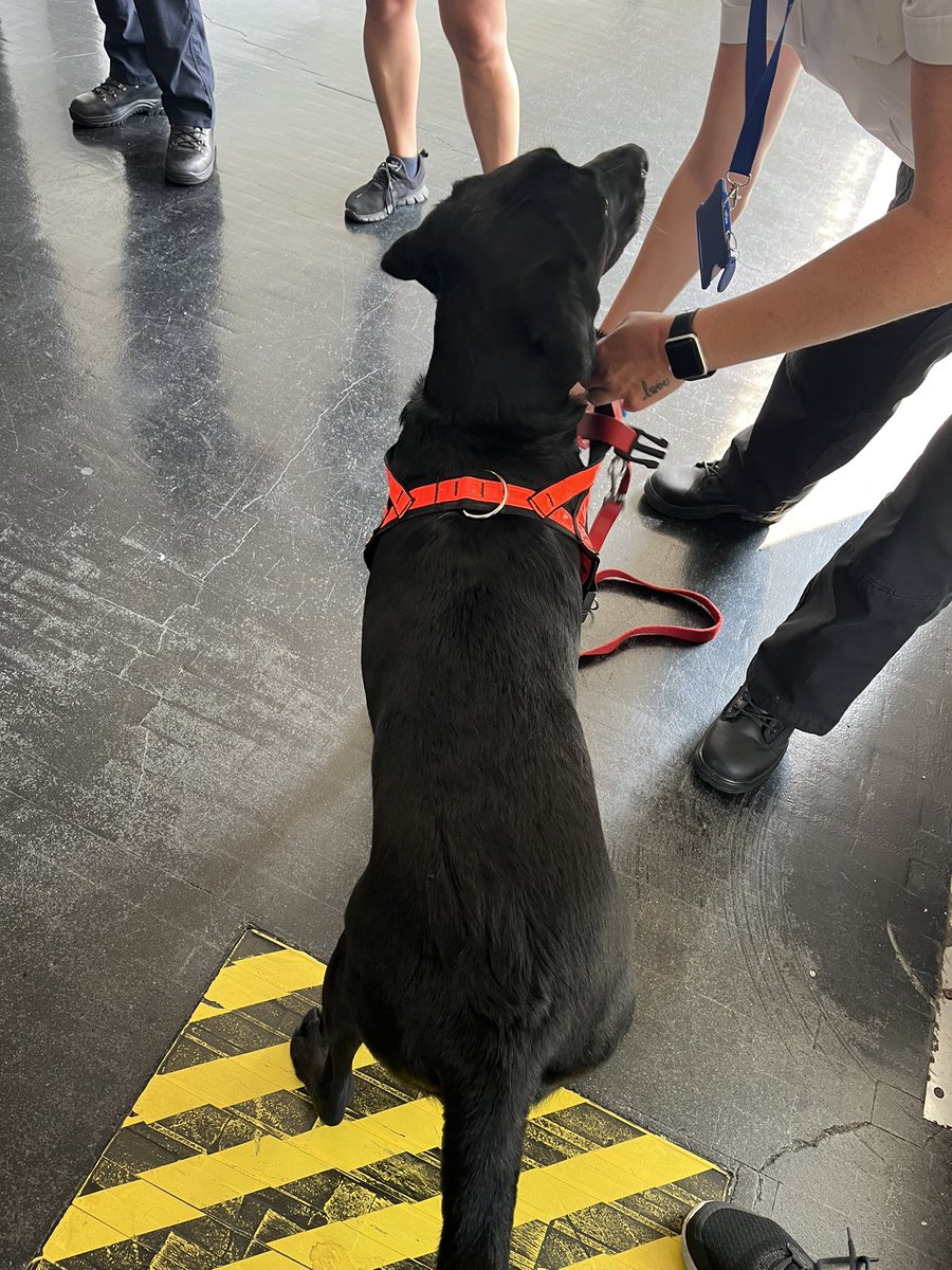 Erin McGinn (@erinmcginn21) on Twitter photo Fire Investigation and Fire Investigation Dogs Workshop at <a href="/FSCmoreton/">Fire Service College</a> for the <a href="/WFSUK1/">Women in the Fire Service UK</a> event. Thank you <a href="/firesearchdogs/">LFRS Fire Search and Rescue Dogs</a> and <a href="/HertsFireDog/">Fire Investigation Dog Loki</a>, the workshop was incredible! 🦮 Fire Investigation and Fire Investigation Dogs Workshop at <a href="/FSCmoreton/">Fire Service College</a> for the <a href="/WFSUK1/">Women in the Fire Service UK</a> event. Thank you <a href="/firesearchdogs/">LFRS Fire Search and Rescue Dogs</a> and <a href="/HertsFireDog/">Fire Investigation Dog Loki</a>, the workshop was incredible! 🦮