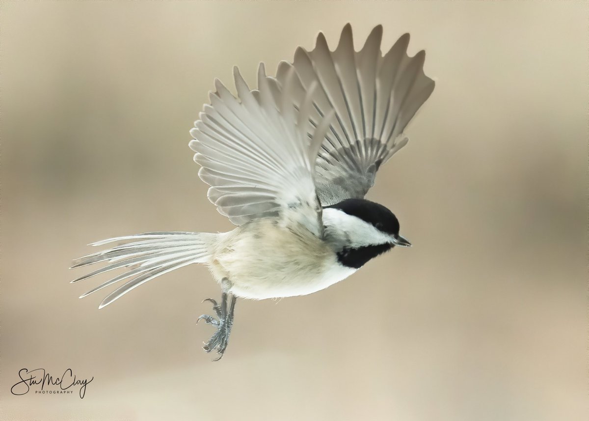 Carolina Chickadee #BirdsOfTwitter