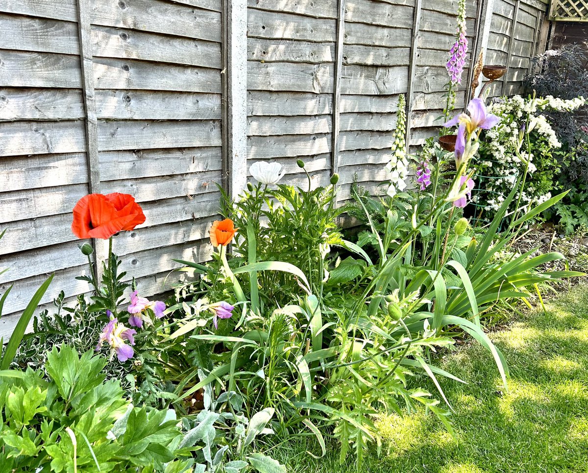 I've given more attention to the east side of the garden, as I wasn't happy with it. It is improving as it's maturing #garden #gardens #GardeningTwitter #gardening