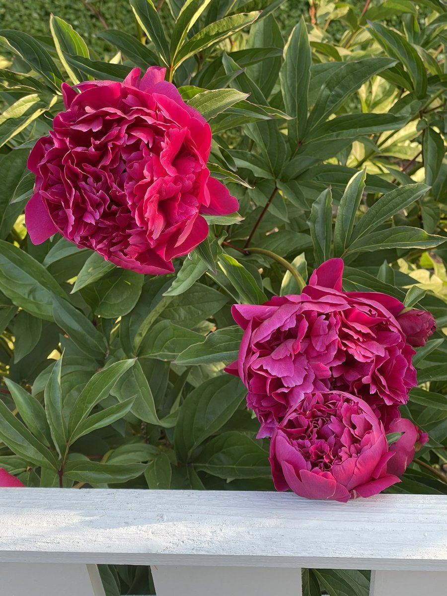FlexPodFriedman's tweet photo. Stop and smell the roses
Time is precious https://t.co/xV6y1E7AKz
